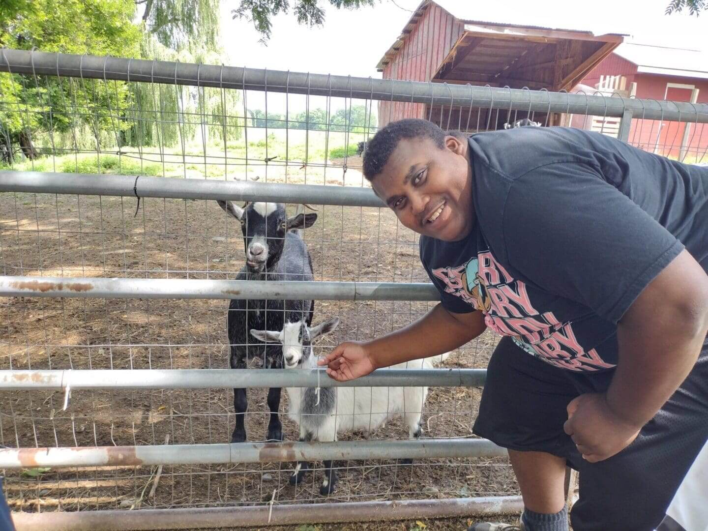 Man feeding a donkey through a metal fence in a farm setting.