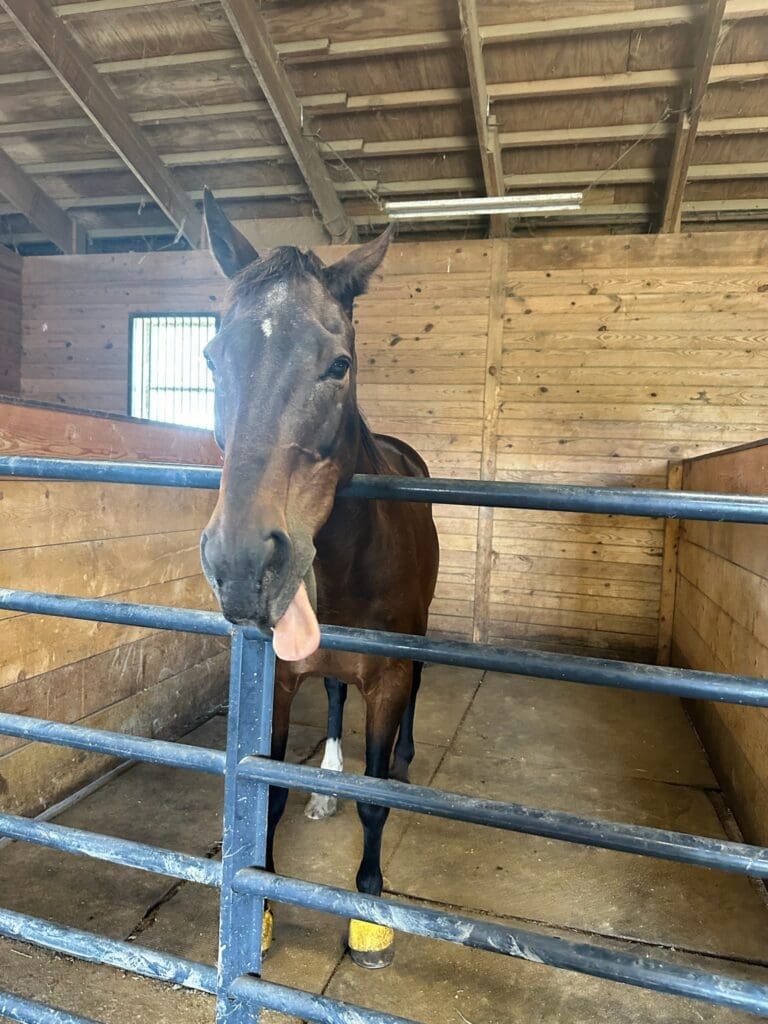 Horse at Breezy Lawn Farms