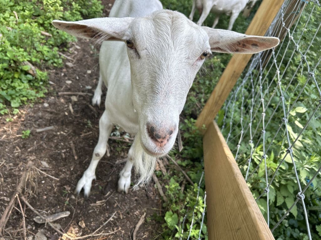 Goat at I-SAIL at Lonely Worm Farm