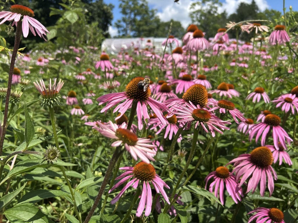 Flower patch at I-SAIL at Lonely Worm Farm